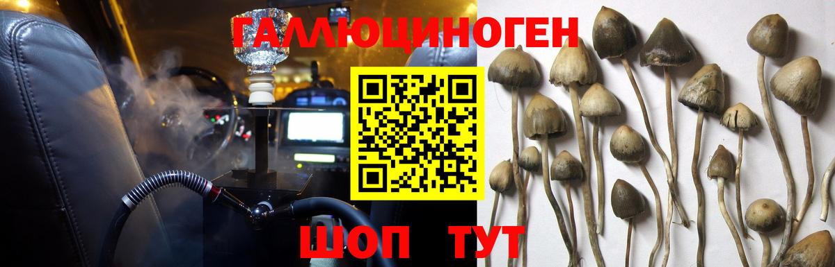 Кунгур  Псилоцибиновые грибы Cubensis  Вход с VPN  Галлюциногенные грибы Psilocybe 
